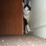 Mister Creeping